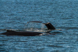 Humpback Duo II