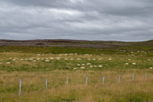 Sheeps in line