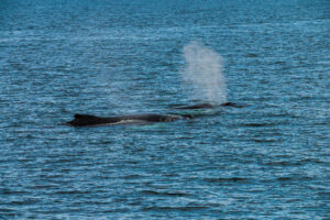 Humpback Duo I