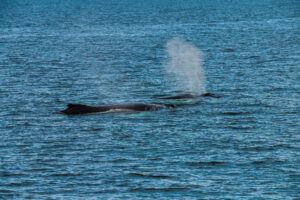 Humpback Duo I